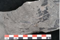 Foto (Detailansicht) von Asterocarpus meriani Brongniart (NHMW-GEO-2024-0188-10608)